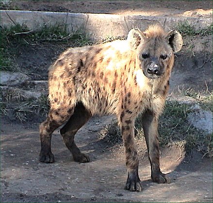 Spotted Hyena (Crocuta crocuta).jpg