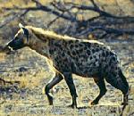 점박이하이에나 Crocuta crocuta (Spotted Hyena).jpg