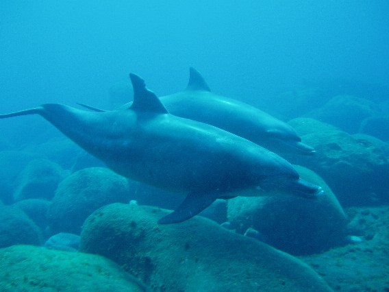 200309 mikura 033 Indo-Pacific Bottlenose Dolphin (Tursiops aduncus).jpg