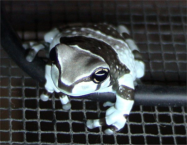Juvenile Milky Frog-Phrynohyas resinifictrix-Amazon Milk Frog (Trachycephalus resinifictrix).jpg