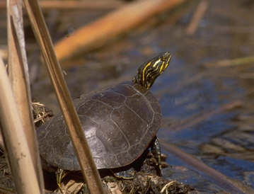 Painted Turtle (Chrysemys picta).jpg