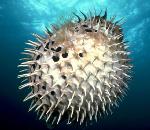 가시복 Diodon holacanthus (Long-spined Porcupinefish).jpg