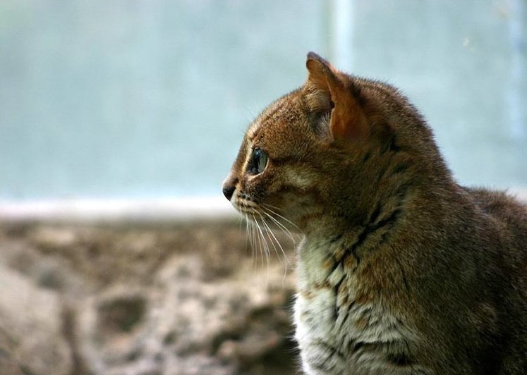 Rostkatze-01-Rusty-spotted Cat (Prionailurus rubiginosus).jpg