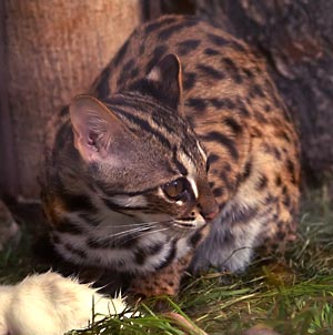 Bengalkatze-Leopard Cat (Prionailurus bengalensis).jpg