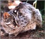 살쾡이(삵) Prionailurus bengalensis (Leopard Cat).jpg