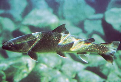 Bull trout (Salvelinus confluentus).jpg