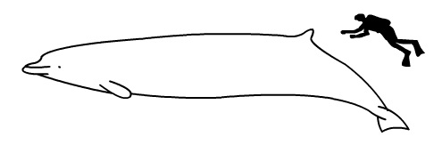 Arnoux\'s beaked whale size.jpg