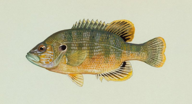 Green Sunfish (Lepomis cyanellus).jpg