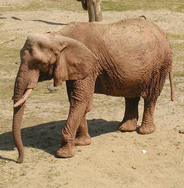 Elephant.african.600pix-African Bush Elephant Loxodonta africana.jpg