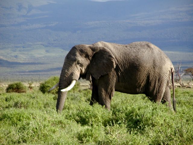 African Elephant in Kenya-African Bush Elephant (Loxodonta africana).jpg