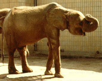 African Forest Elephant (Loxodonta cyclotis).jpg