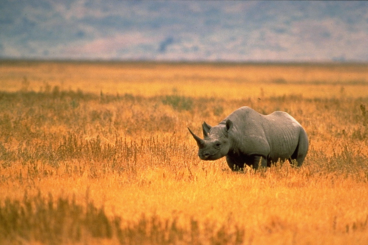 Black Rhino-USFWS-Black Rhinoceros (Diceros bicornis).jpg