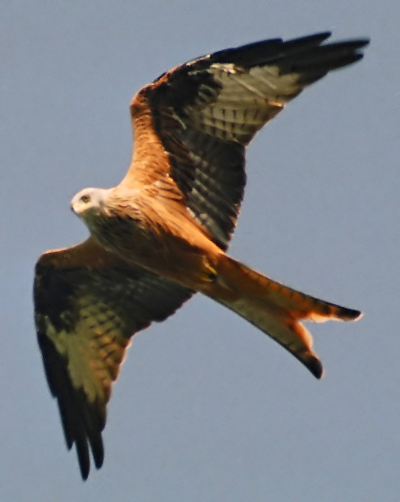 Rotmilan-Red Kite (Milvus milvus).jpg