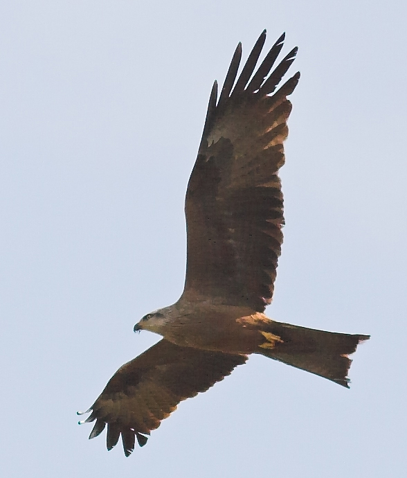 Black Kite Milvus migrans 2005.jpg