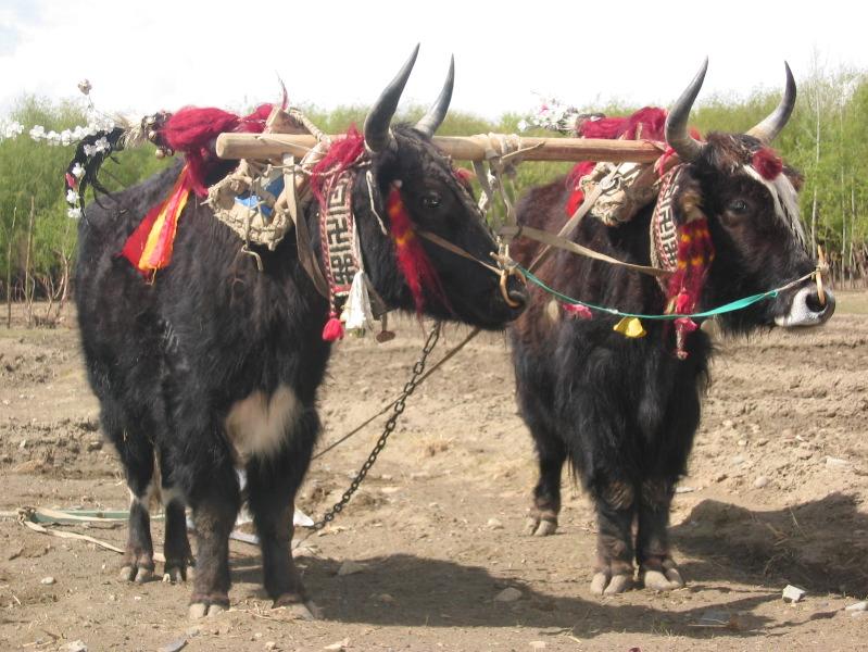 In Tibet, yaks are decorated and honored by the families-Yak (Bos grunniens).jpg