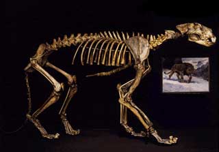 Moravia1890-Panthera leo spelaea-skeleton-Bean Museum.jpg