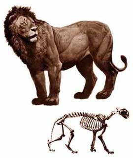 Panthera leo atrox.jpg