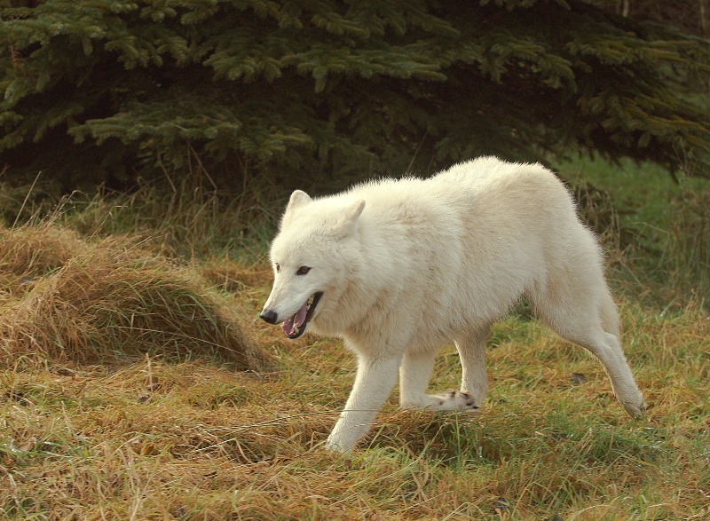 Polar wolf 004-Arctic Wolf (Canis lupus arctos).jpg