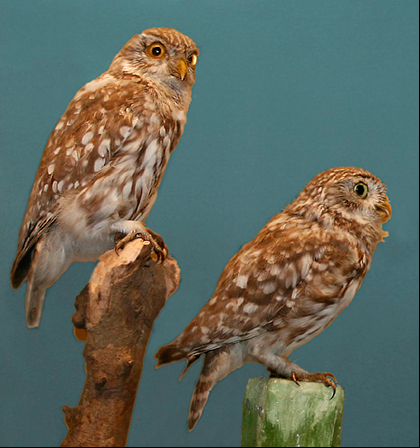Kirkeugle-Little Owl (Athene noctua).jpg