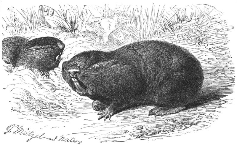 Blindmaus-drawing-Nehring’s Bilind Mole Rat, Nannospalax nehringi.jpg