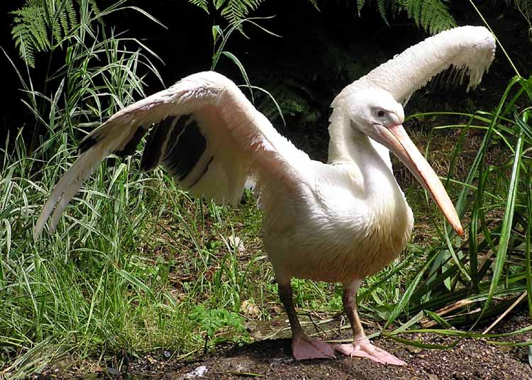 Pelican.great.white.arp.750pix-White Pelican, Pelecanus onocrotalus.jpg