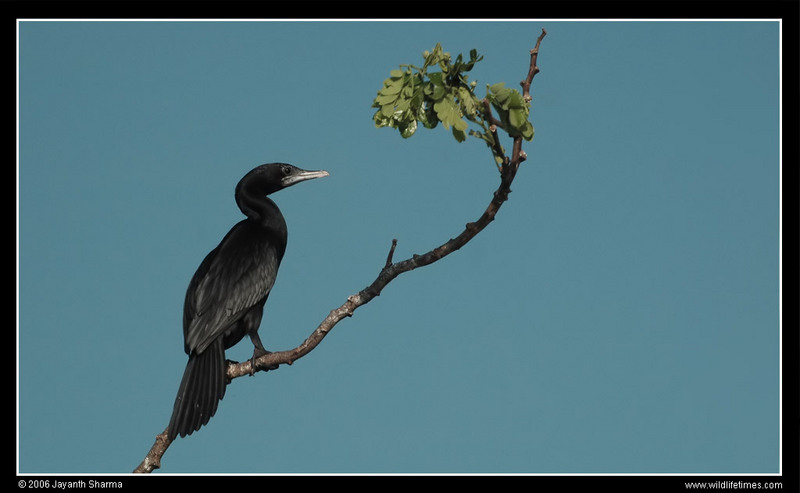 Little Cormorant (Phalacrocorax niger).jpg