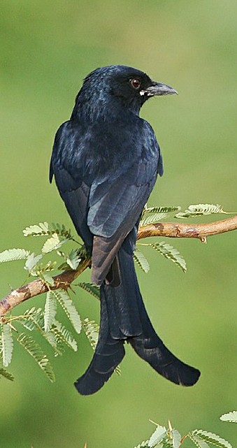 Black Drongo, Dicrurus macrocercus.jpg