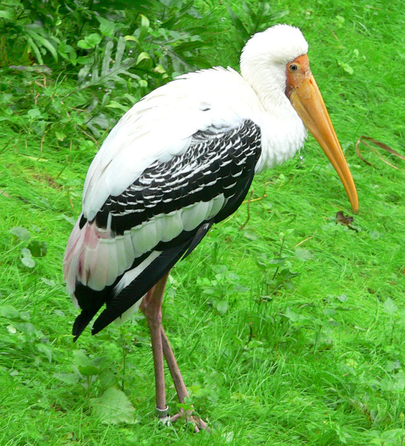 Painted Stork (Mycteria leucocephala).jpg