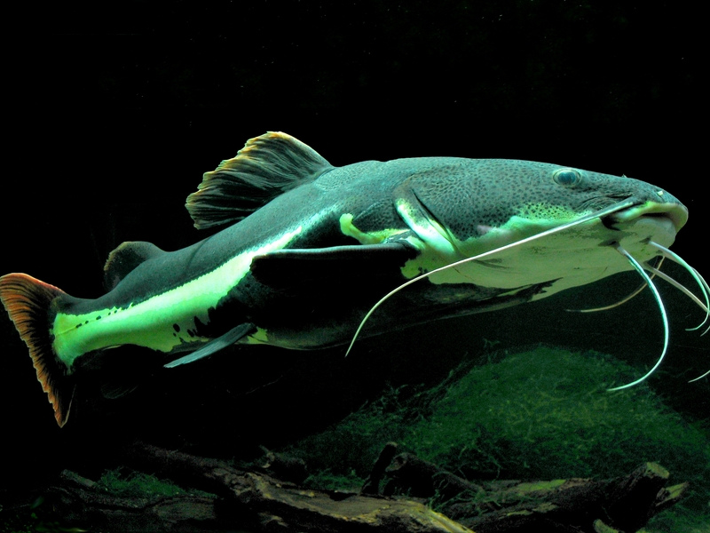 Phractocephalus hemioliopterus-Dixi-Redtail Catfish, Red-tailed Catfish.jpg