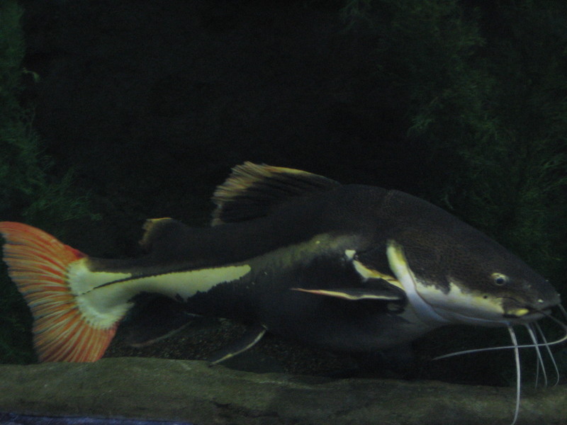 Redtail Catfish (Phractocephalus hemioliopterus) Red-tailed Catfish.jpg