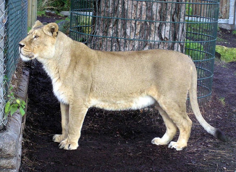 Asiatic.lioness.arp-Asiatic Lion (Panthera leo persica).jpg
