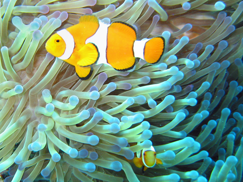 Common Clownfish (Amphiprion ocellaris) in their Magnificent Sea Anemone (Heteractis magnifica).jpg