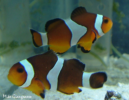 Ocellaris.Mgiangrasso-False Percula Clownfish, Amphiprion ocellaris.jpg