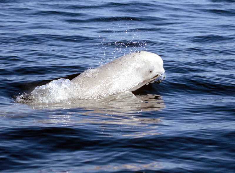 Beluga 1 1999-07-03-Beluga Whale or White Whale (Delphinapterus leucas).jpg