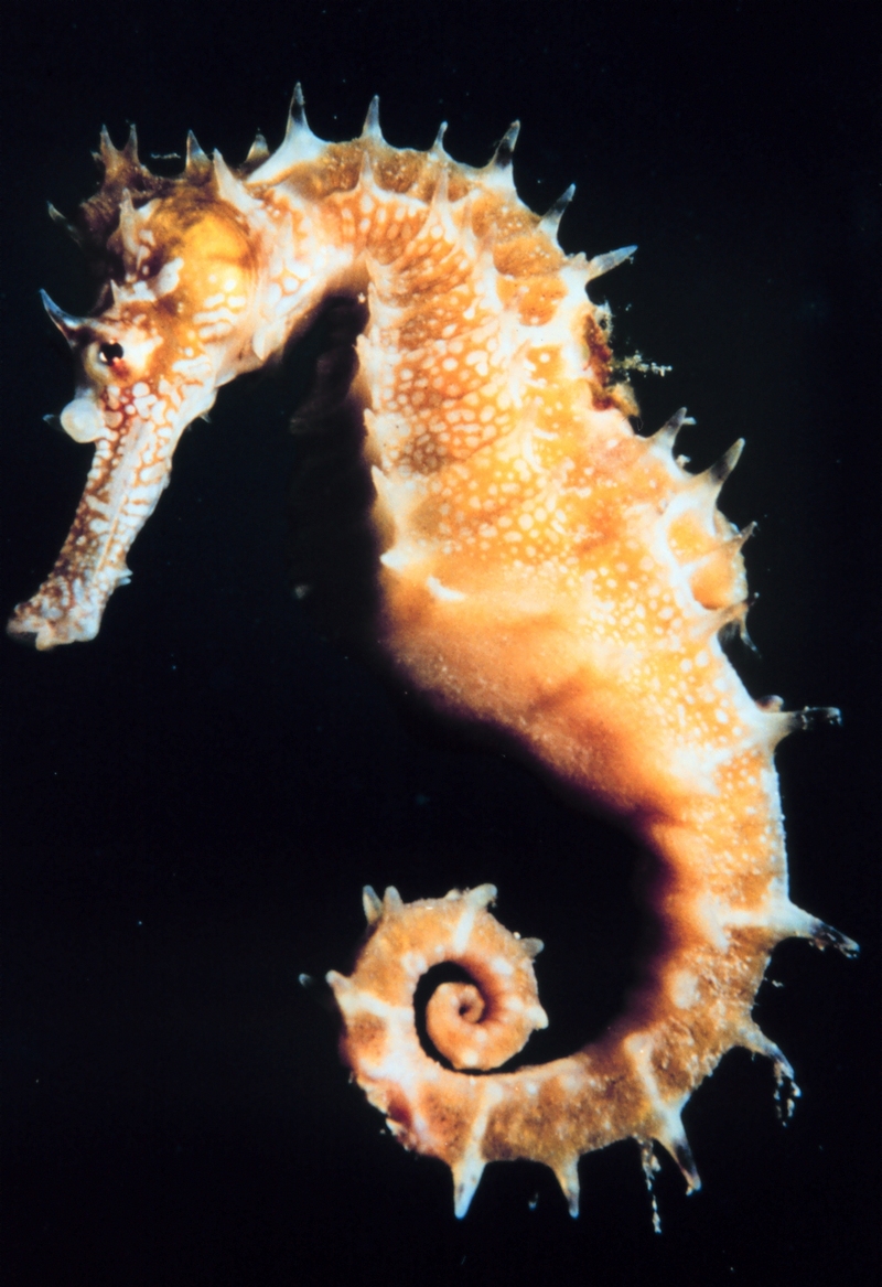 Seahorse, Hippocampus.jpg