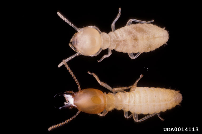 0014113 Formosan Subterranean Termite (Coptotermes formosanus).jpg