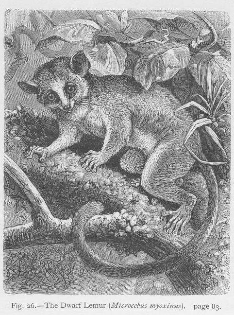 Dwarf Lemur-Pygmy Mouse Lemur (Microcebus myoxinus).jpg