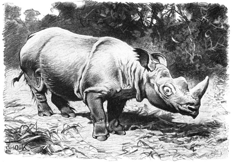 Rauhohr-Nashorn-drawing-Sumatran Rhinoceros, Dicerorhinus sumatrensis.jpg