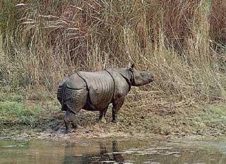 Javan Rhinoceros, Rhinoceros sondaicus.jpg