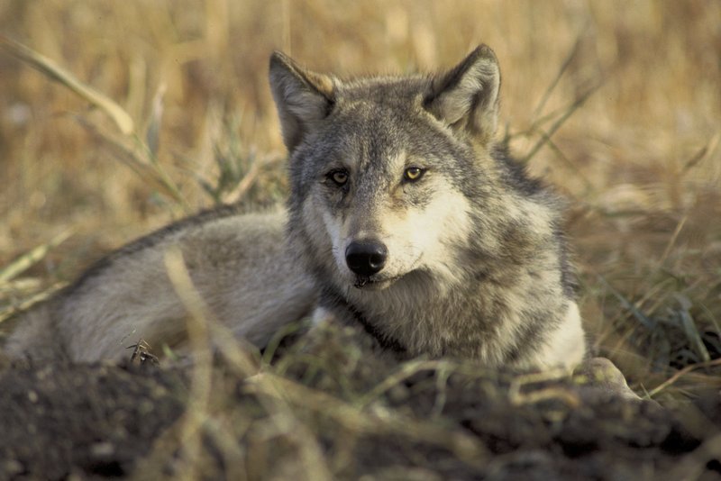 Gray Wolf-Canis lupus laying in grass.jpg