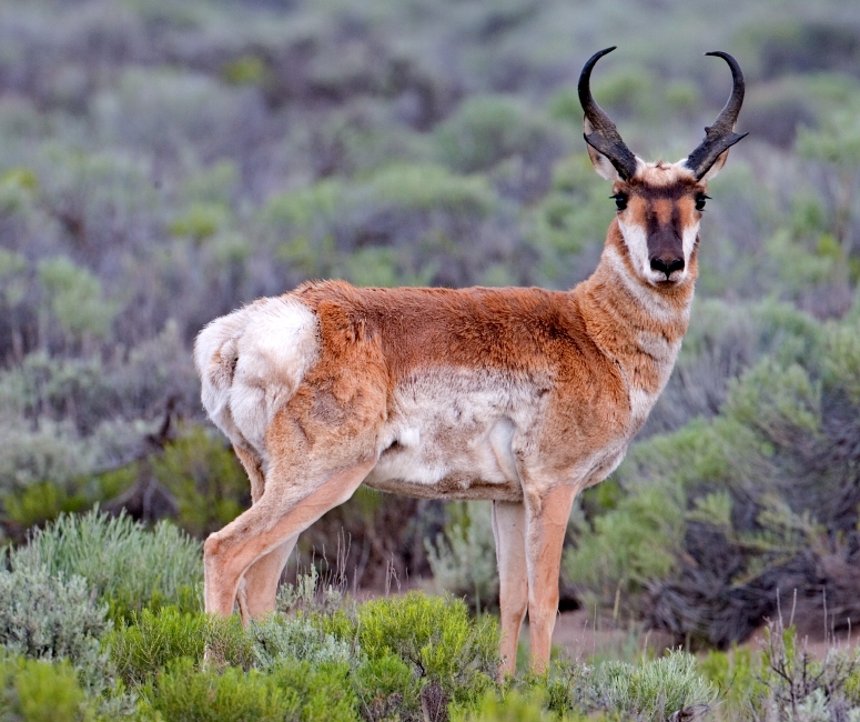 Pronghorn Antelope (Antilocapra americana).jpg