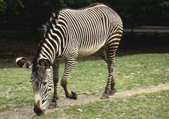 Grevys zebra-Grevy\'s Zebra (Equus grevyi).jpg
