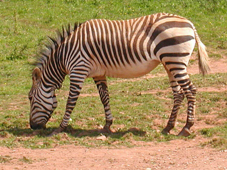 Zebra.zoo-Hartmann\'s Mountain Zebra (Equus hartmannae).jpg