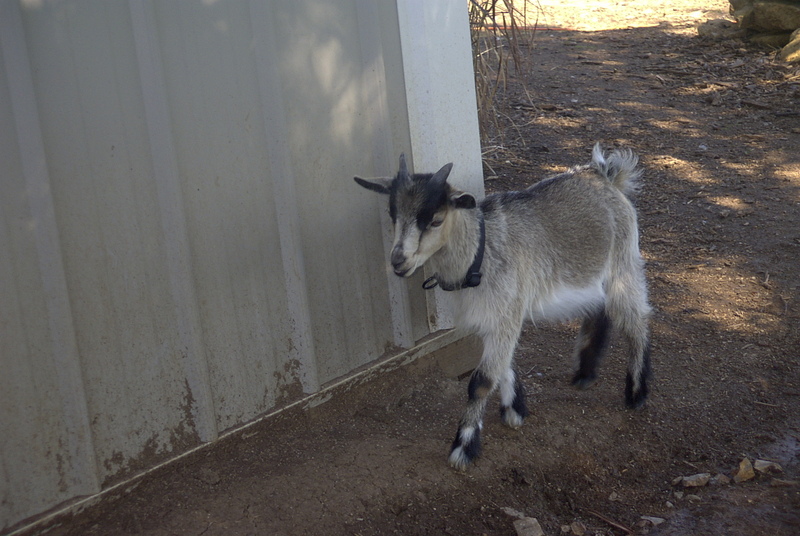 Pygmy Goat (Capra hicus).jpg
