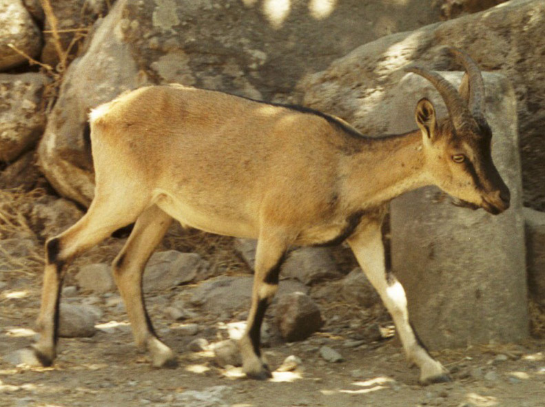 Kri-kri (Capra aegagrus creticus) - Cretan ibex, Cretan goat, Agrimi.jpg