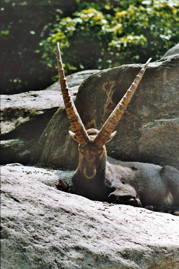 Alpine Ibex (Capra ibex).jpg