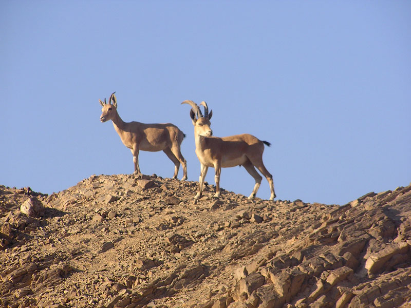 Yael2-Nubian Ibex (Capra ibex nubiana).jpg