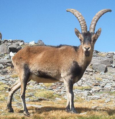 Spanish Ibex (Capra pyrenaica).jpg