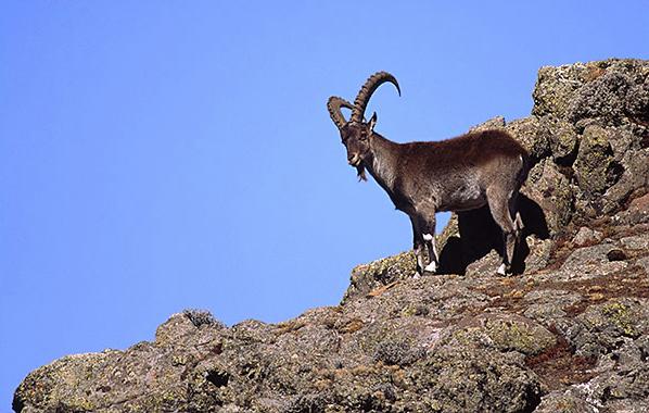 Capra walia-Ethiopian or Walia ibex (Capra walie).jpg