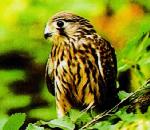 황조롱이 Falco tinnunculus interstinctus (Eurasian Kestrel).jpg